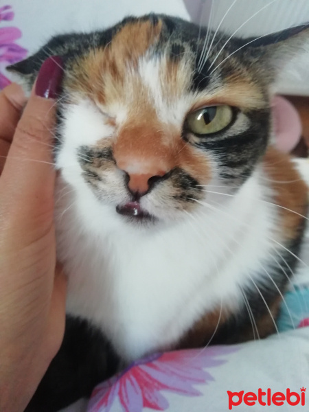 Tekir Kedi, Kedi  Şuküfe fotoğrafı