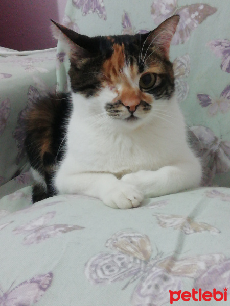 Tekir Kedi, Kedi  Şuküfe fotoğrafı