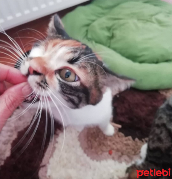 Tekir Kedi, Kedi  Şuküfe fotoğrafı