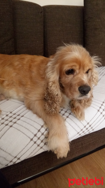Amerikan Cocker Spaniel, Köpek  Dante fotoğrafı