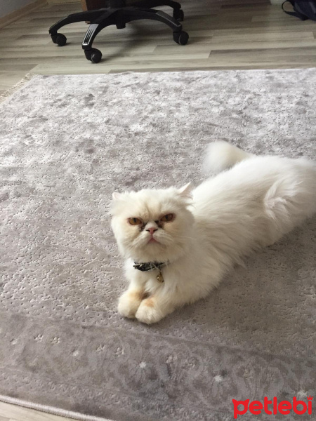 İran Kedisi (Persian), Kedi  Pamuk fotoğrafı