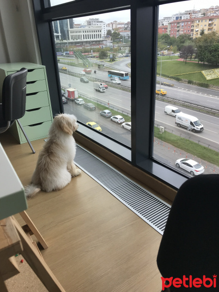 Maltese, Köpek  Sutlac fotoğrafı