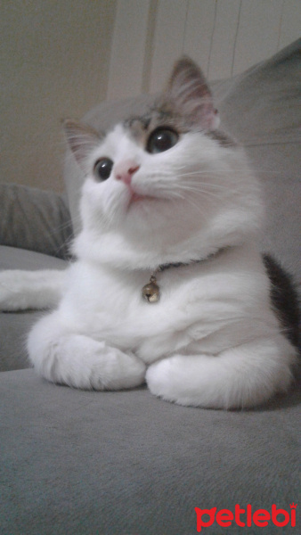Tekir Kedi, Kedi  Pikaçhu fotoğrafı
