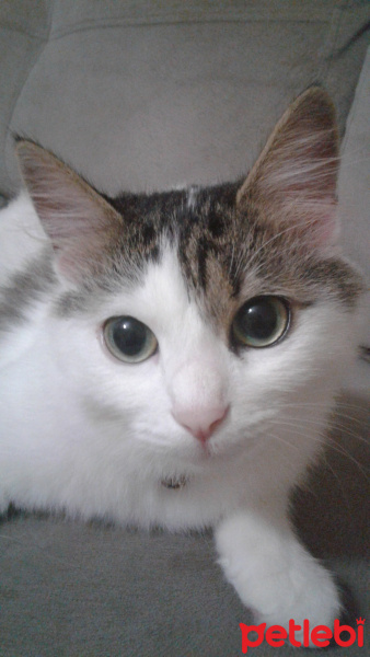 Tekir Kedi, Kedi  Pikaçhu fotoğrafı