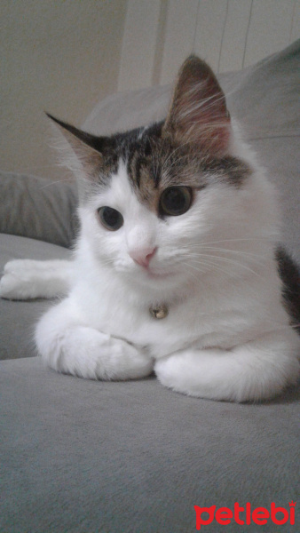Tekir Kedi, Kedi  Pikaçhu fotoğrafı