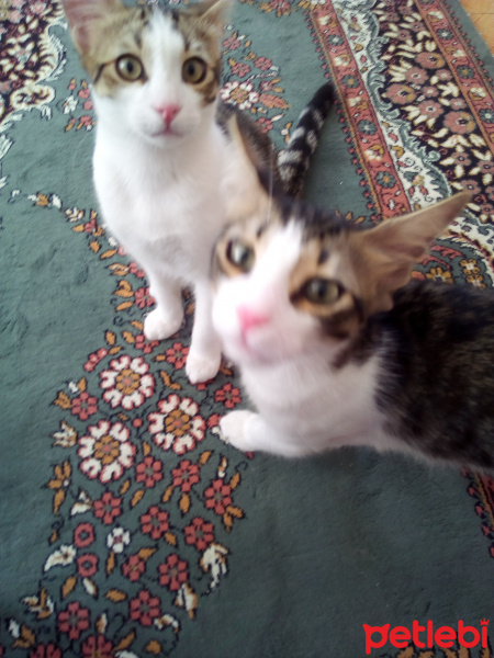 Tekir Kedi, Kedi  Kirpis ve cesur fotoğrafı