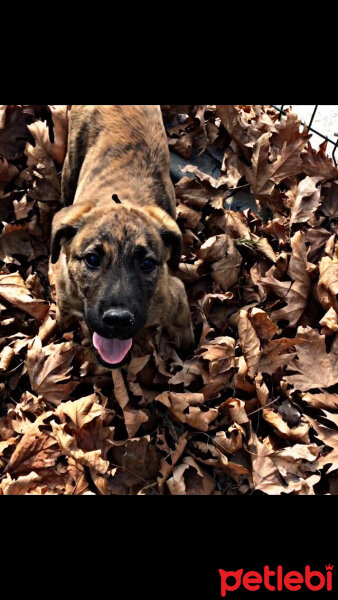 Amerikan Staffordshire Terrier, Köpek  Ares fotoğrafı