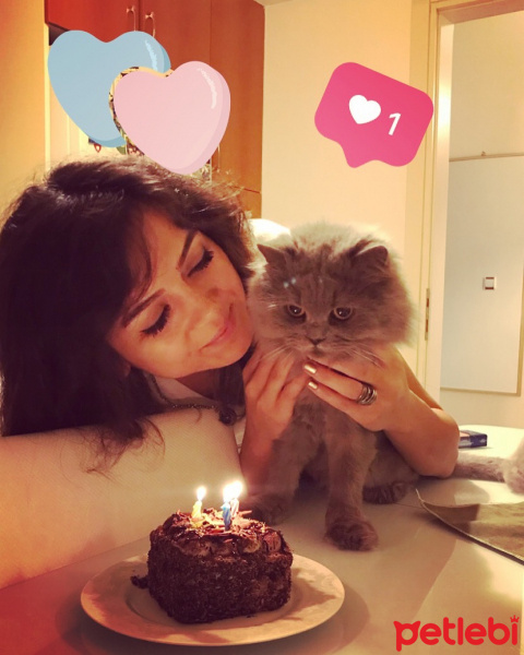 Chinchilla, Kedi  Oscar fotoğrafı
