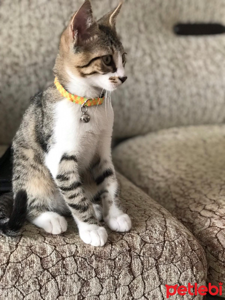 Tekir Kedi, Kedi  Köpük Yuva Arıyor fotoğrafı