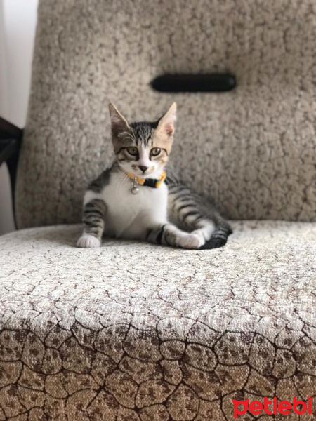 Tekir Kedi, Kedi  Köpük Yuva Arıyor fotoğrafı