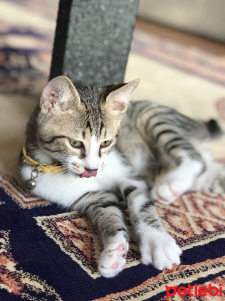 Tekir Kedi, Kedi  Köpük Yuva Arıyor fotoğrafı