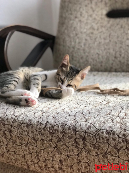 Tekir Kedi, Kedi  Köpük Yuva Arıyor fotoğrafı