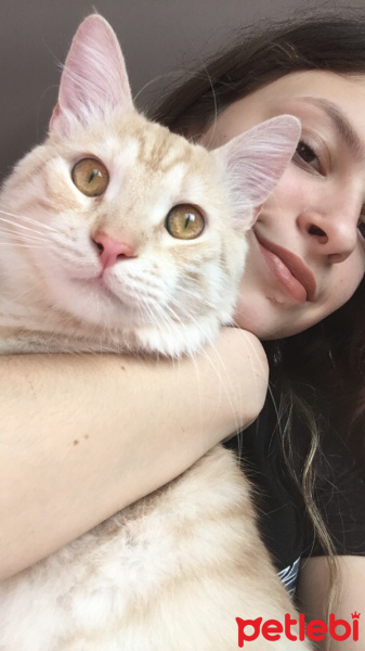 British Shorthair, Kedi  Milka fotoğrafı
