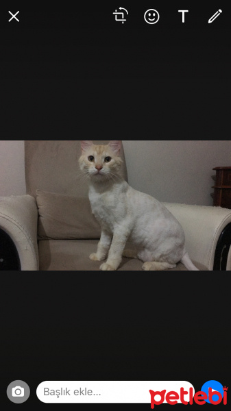British Shorthair, Kedi  Milka fotoğrafı