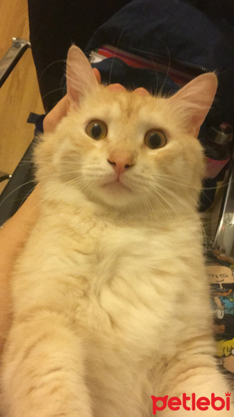 British Shorthair, Kedi  Milka fotoğrafı
