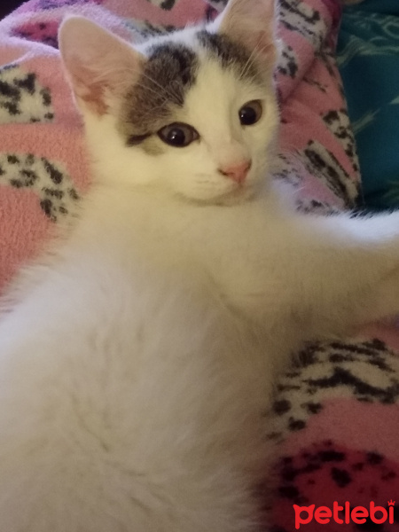 Tekir Kedi, Kedi  Şanslı fotoğrafı