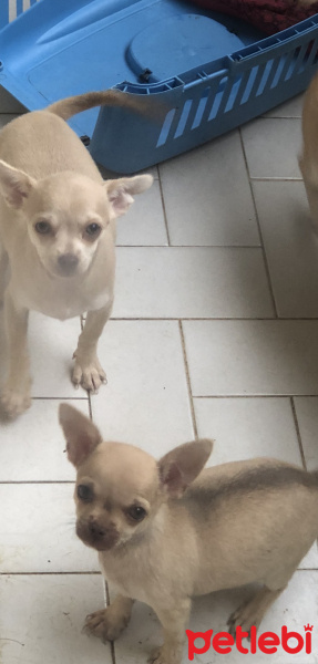 Chihuahua, Köpek  Maya fotoğrafı