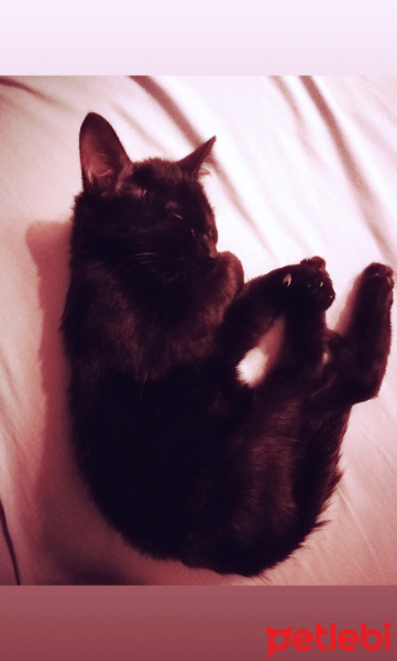 Bombay, Kedi  Kapya fotoğrafı