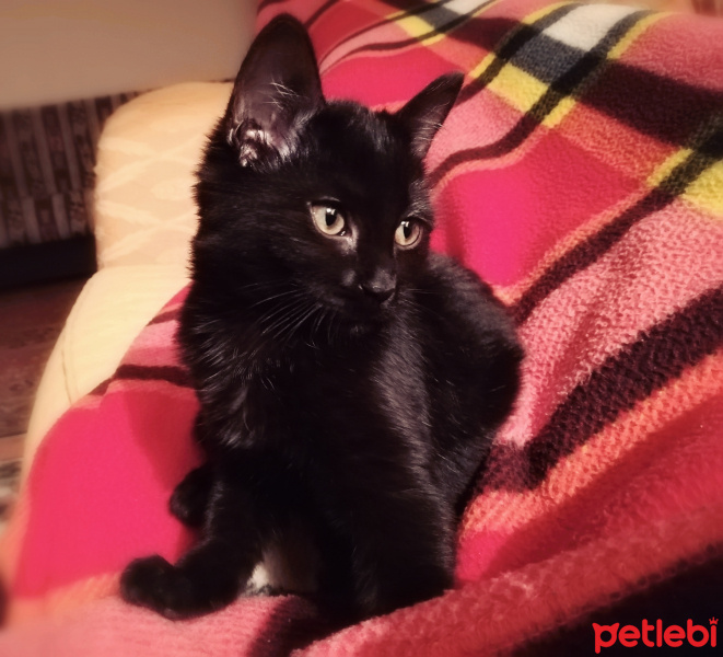 Bombay, Kedi  Kapya fotoğrafı