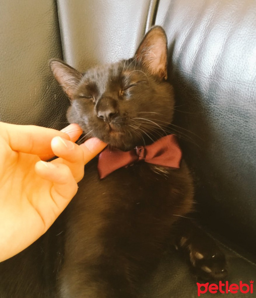 Bombay, Kedi  Kapya fotoğrafı