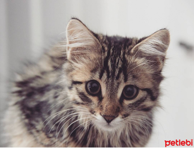 Bombay, Kedi  Kapya fotoğrafı