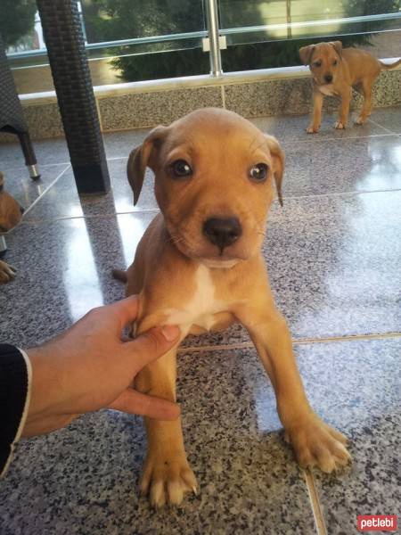 Amerikan Pitbull Terrier, Köpek  Rexy fotoğrafı