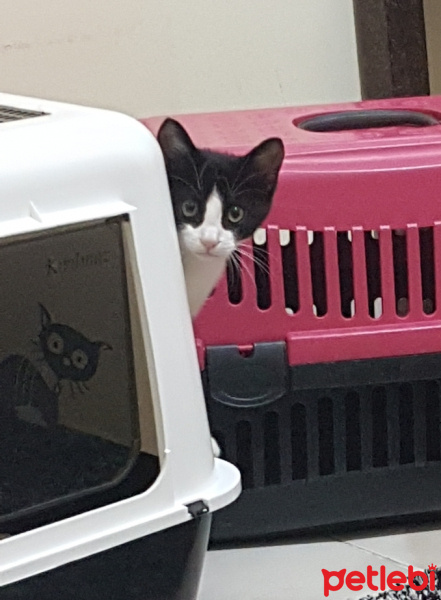 Tekir Kedi, Kedi  Çiko fotoğrafı