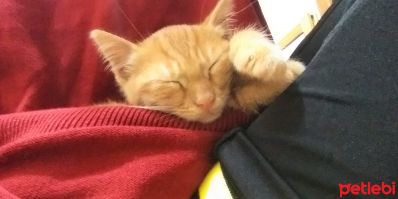 Tekir Kedi, Kedi  limon fotoğrafı
