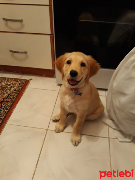 Golden Retriever, Köpek  Mango fotoğrafı