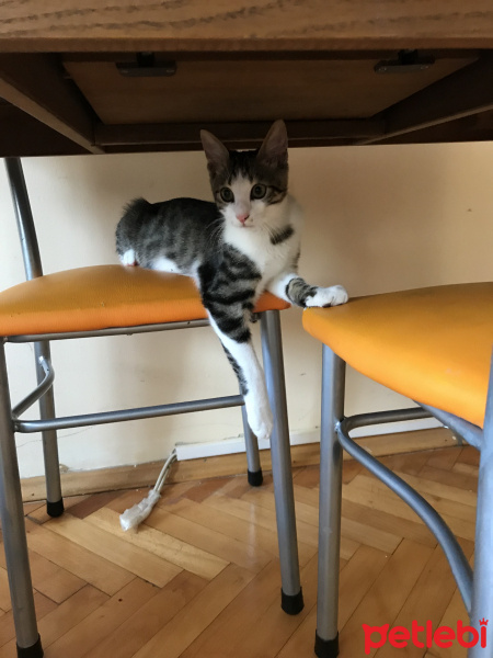Tekir Kedi, Kedi  Papi fotoğrafı