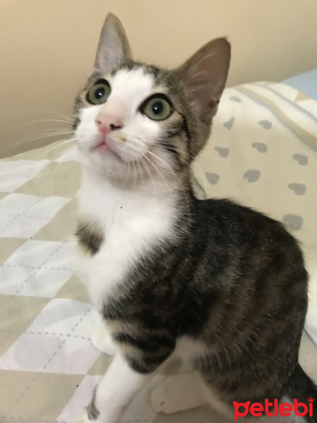 Tekir Kedi, Kedi  Papi fotoğrafı