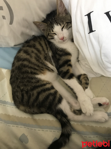 Tekir Kedi, Kedi  Papi fotoğrafı