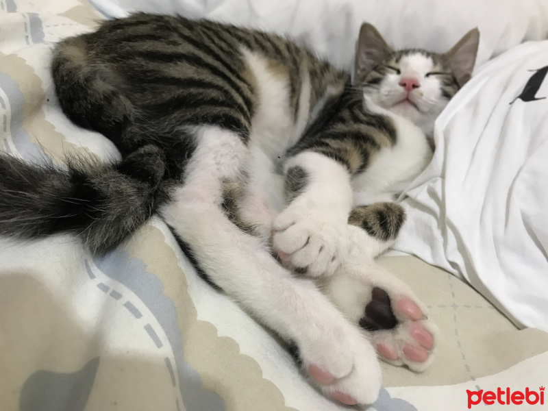 Tekir Kedi, Kedi  Papi fotoğrafı