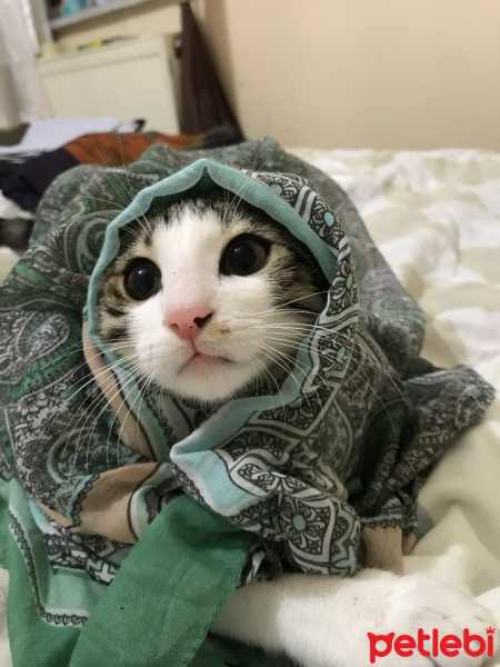 Tekir Kedi, Kedi  Papi fotoğrafı