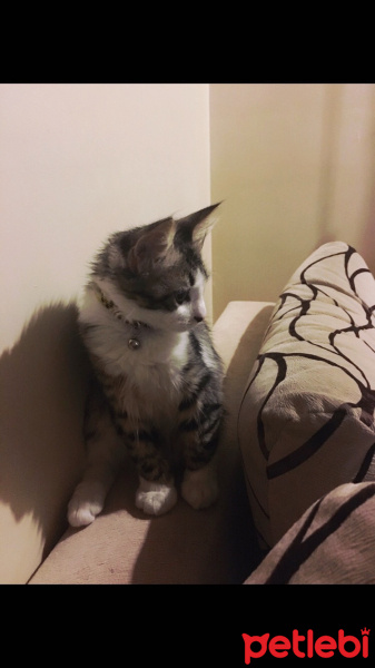 Tekir Kedi, Kedi  Rocky fotoğrafı
