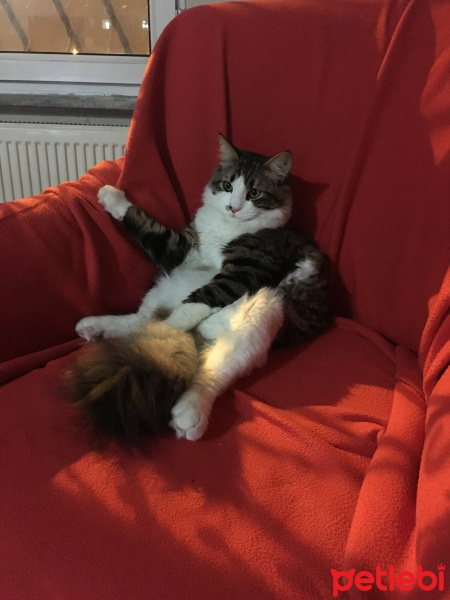Tekir Kedi, Kedi  Rocky fotoğrafı