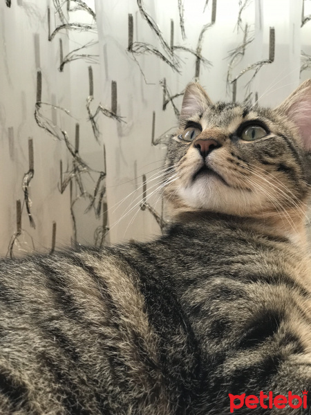 Tekir Kedi, Kedi  Müezzam fotoğrafı