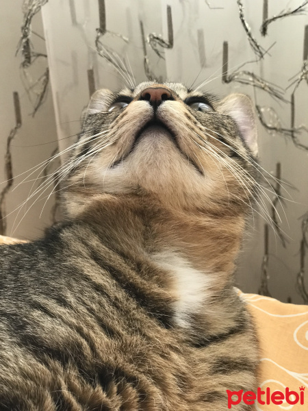 Tekir Kedi, Kedi  Müezzam fotoğrafı