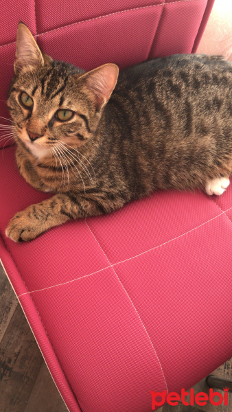 Tekir Kedi, Kedi  Müezzam fotoğrafı