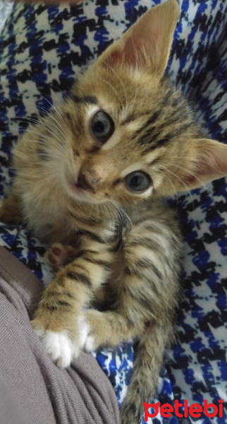 Tekir Kedi, Kedi  Odin fotoğrafı