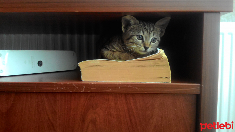 Tekir Kedi, Kedi  Mia fotoğrafı