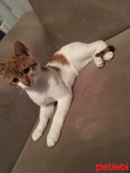 Laperm, Kedi  Sarı fotoğrafı