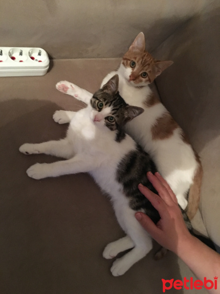 Laperm, Kedi  Sarı fotoğrafı