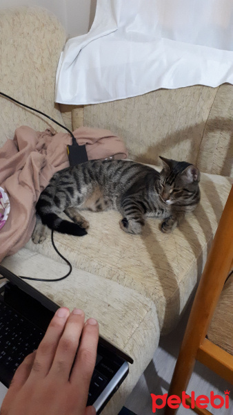 Tekir Kedi, Kedi  Yokuş fotoğrafı