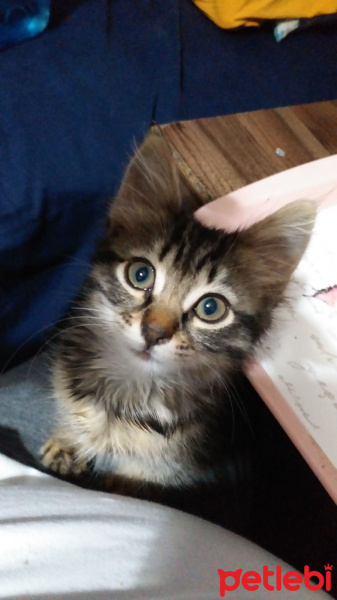 Tekir Kedi, Kedi  Seker Pamuk fotoğrafı