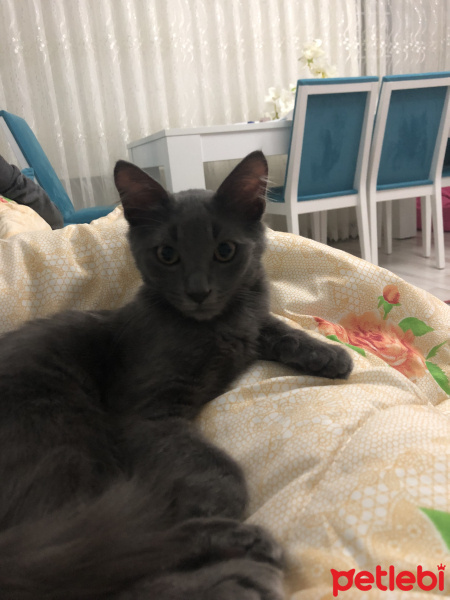 Nebelung, Kedi  Gece fotoğrafı