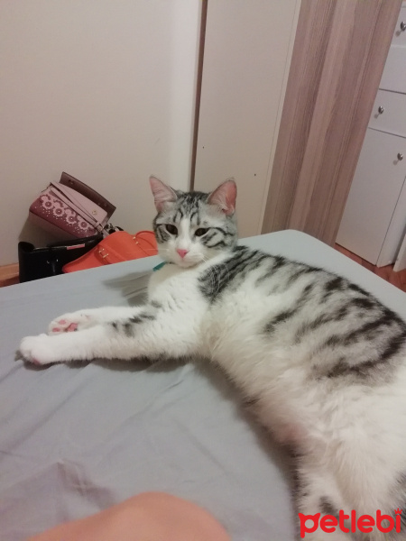 Tekir Kedi, Kedi  Vicid fotoğrafı