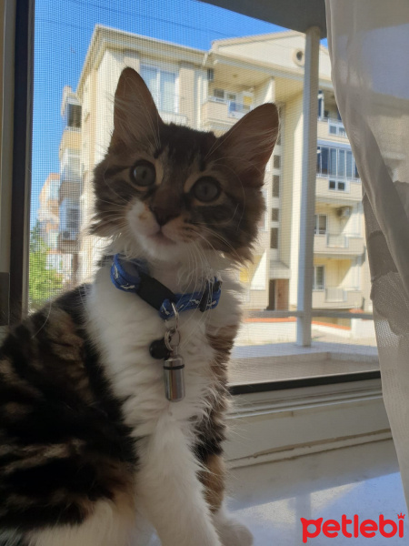 Tekir Kedi, Kedi  aşkım fotoğrafı