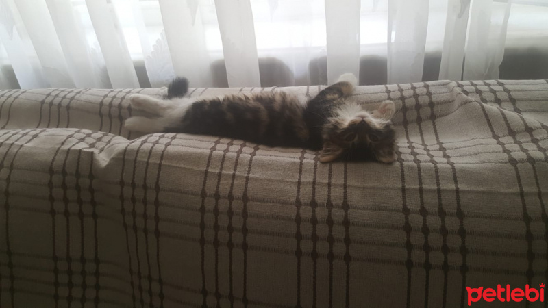 Tekir Kedi, Kedi  aşkım fotoğrafı