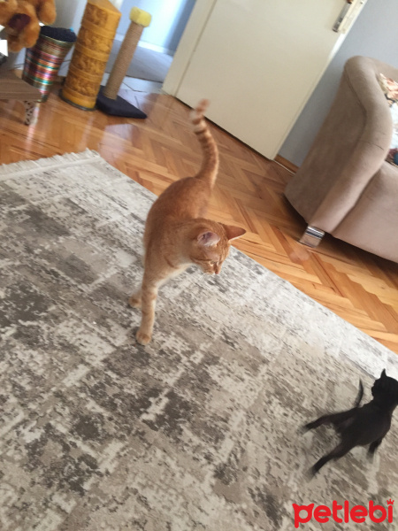 Sarman, Kedi  Güneş fotoğrafı